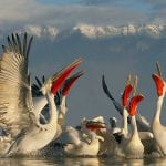 Wild Wonders of Europe Wild Wonders of Europe