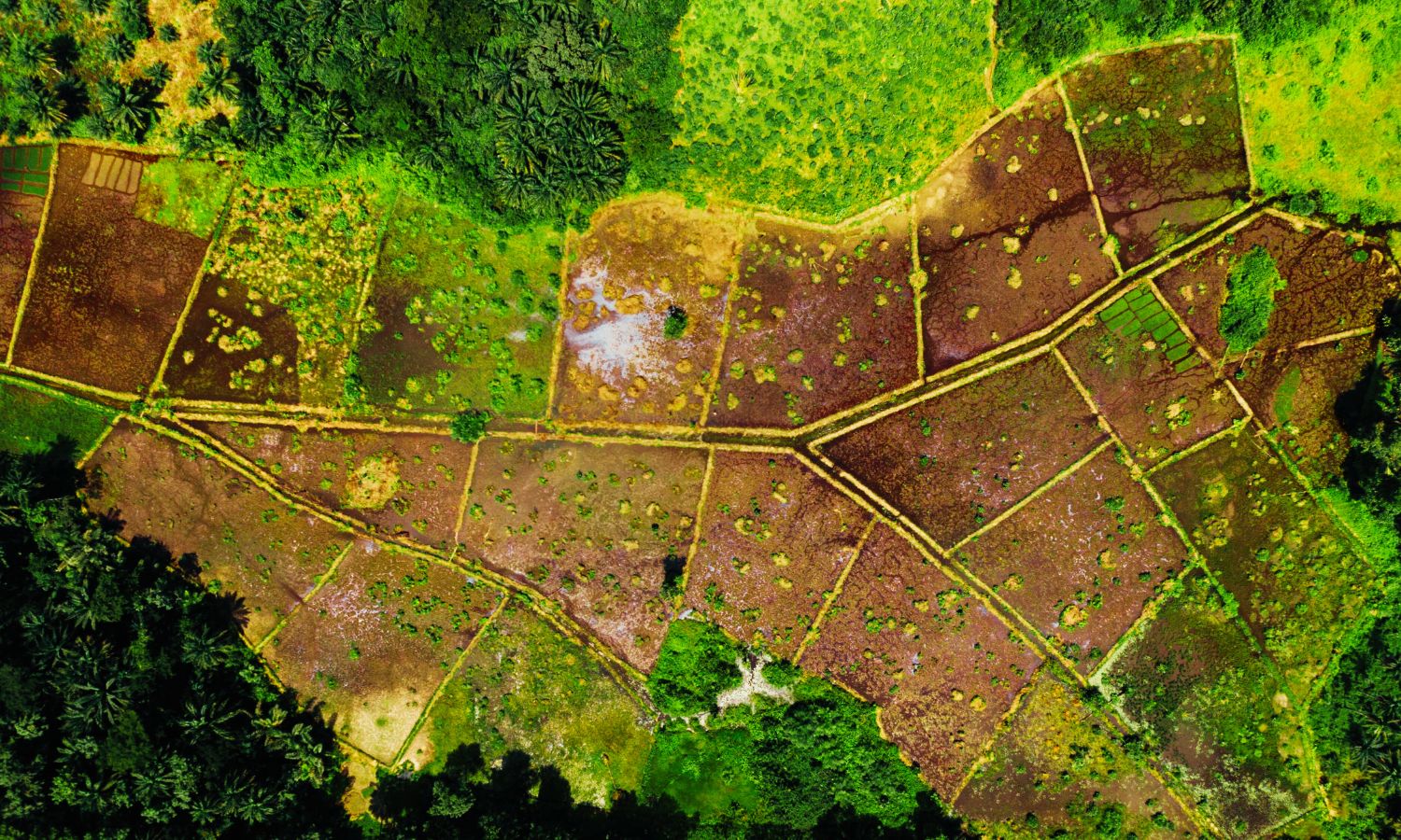 Alimentar al mundo sin destruirlo: la urgencia de la agricultura