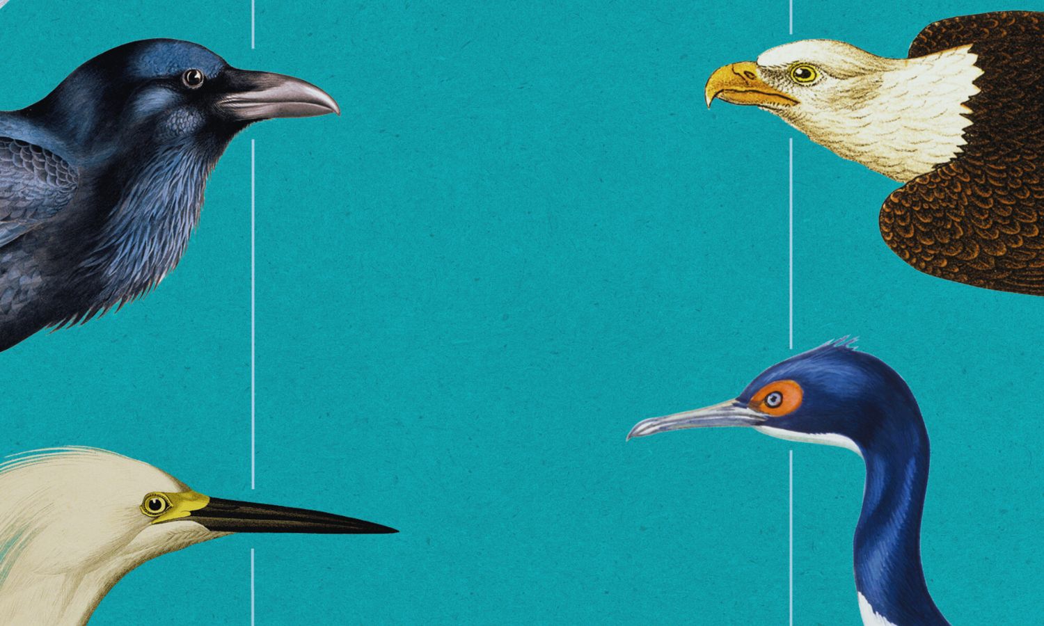 Aves que cambiaron el mundo