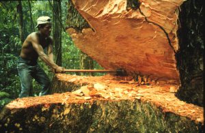 El trabajo de Field ha permitido cuantificar el efecto de la deforestación sobre el clima.