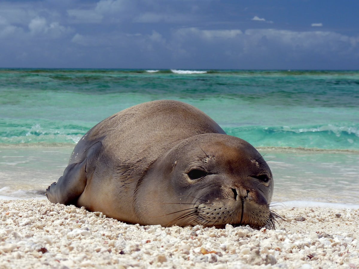 La foca monje, un pequeño mamífero que habita las aguas del Mediterráneo, es una de las especies españolas más amenazadas.