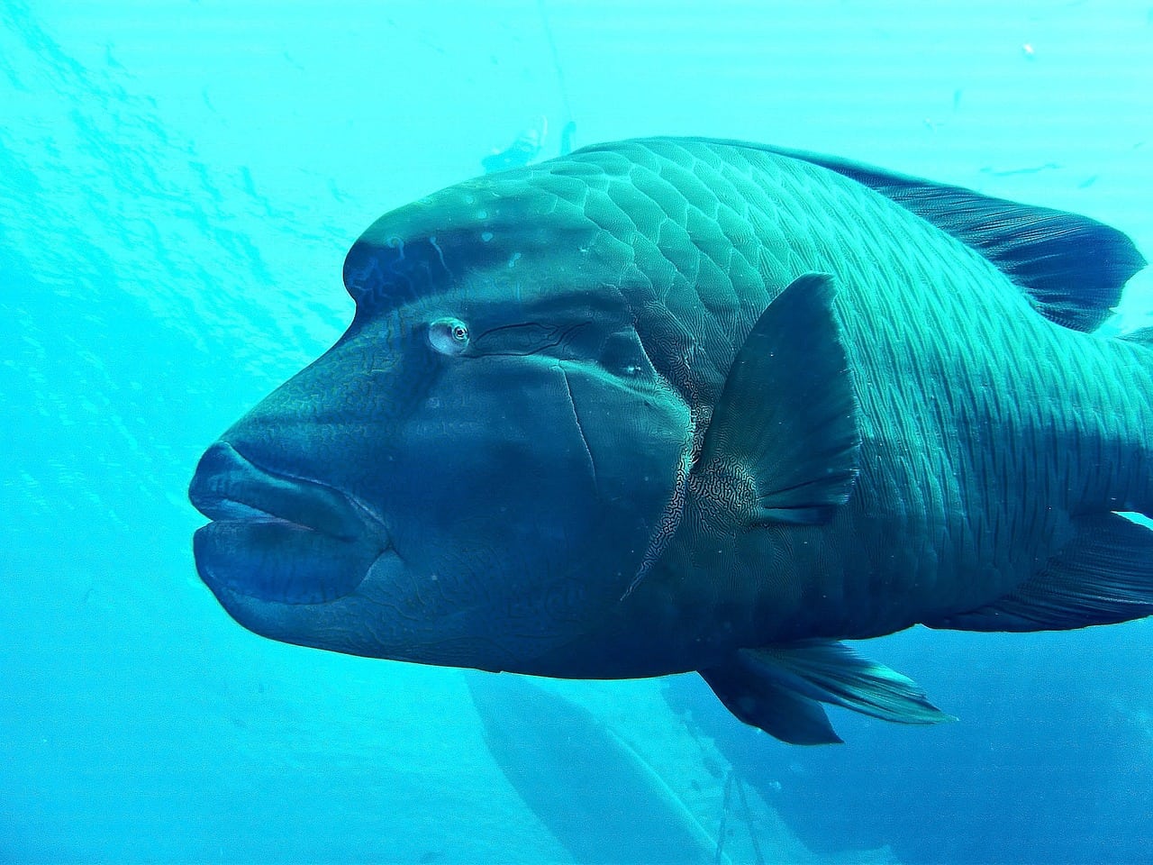 El pez napoleón puede superar los doscientos kilos de peso, y su pesca masiva para abastecer restaurantes lo ha llevado al borde de la desaparición.