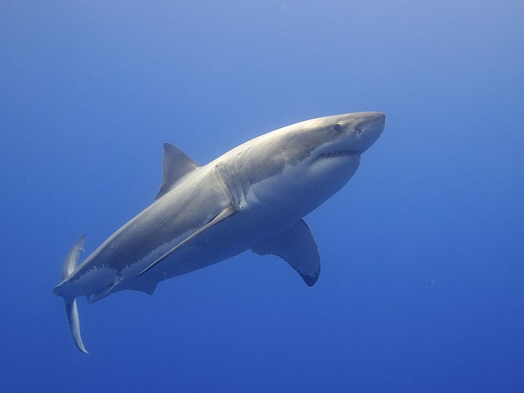 Aunque sean animales temidos, son los tiburones los que tienen miedo del ser humano: decenas de especies, entre las que destaca el tiburón blanco, se encuentran amenazadas debido a la caza.