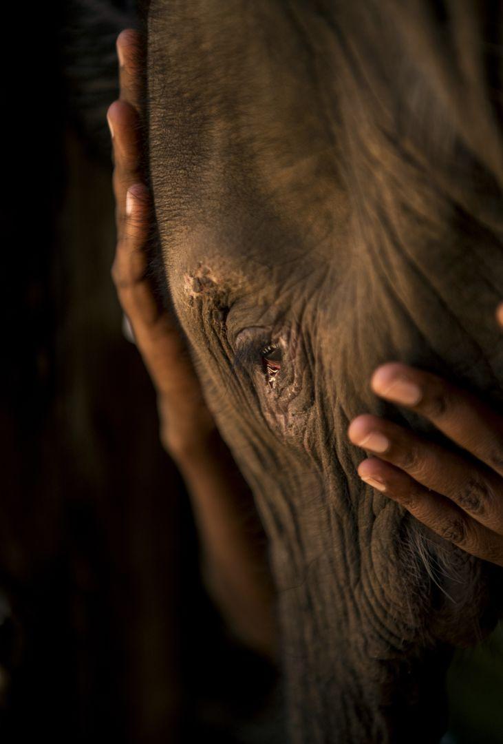 Guerreros que alguna vez temieron a los elefantes | Ami Vitale