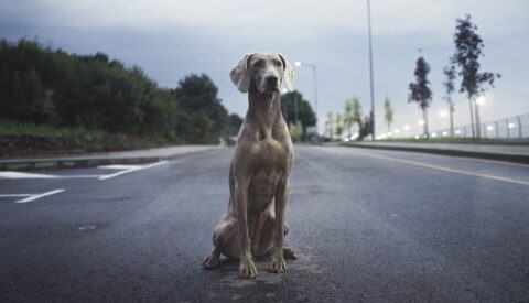 Perros abandonados: las otras víctimas de la crisis económica