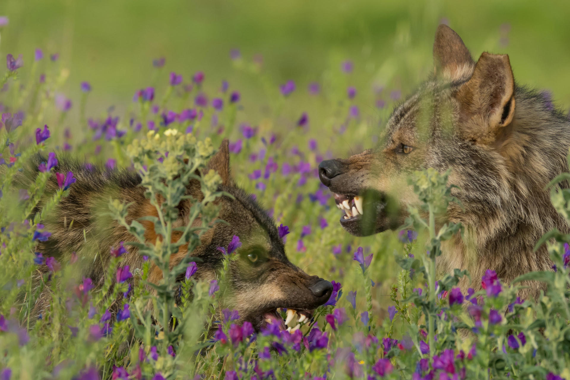 Barbacana_lobo