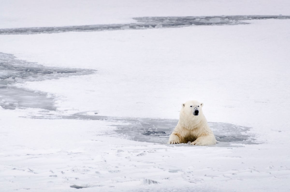Un oso polar descansa en las aguas heladas de Svalbard (2016) | © Rasmus Törnqvist / Greenpeace