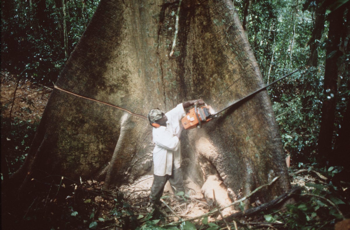 Maderero en Camerún (1999) |  © Steve Morgan / Greenpeace