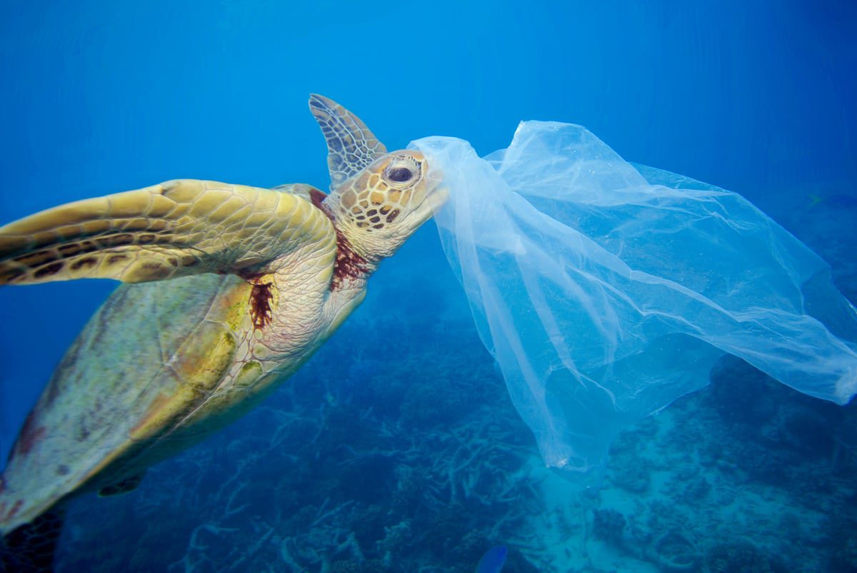 Imagen submarina de una tortuga con un plástico en la cabeza (2006) | © Troy Mayne