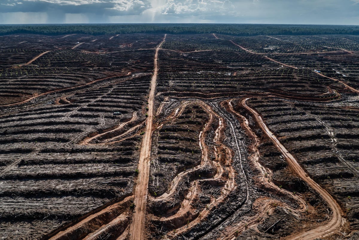 Deforestación en Papúa (2018) | © Ulet Ifansasti / Greenpeace