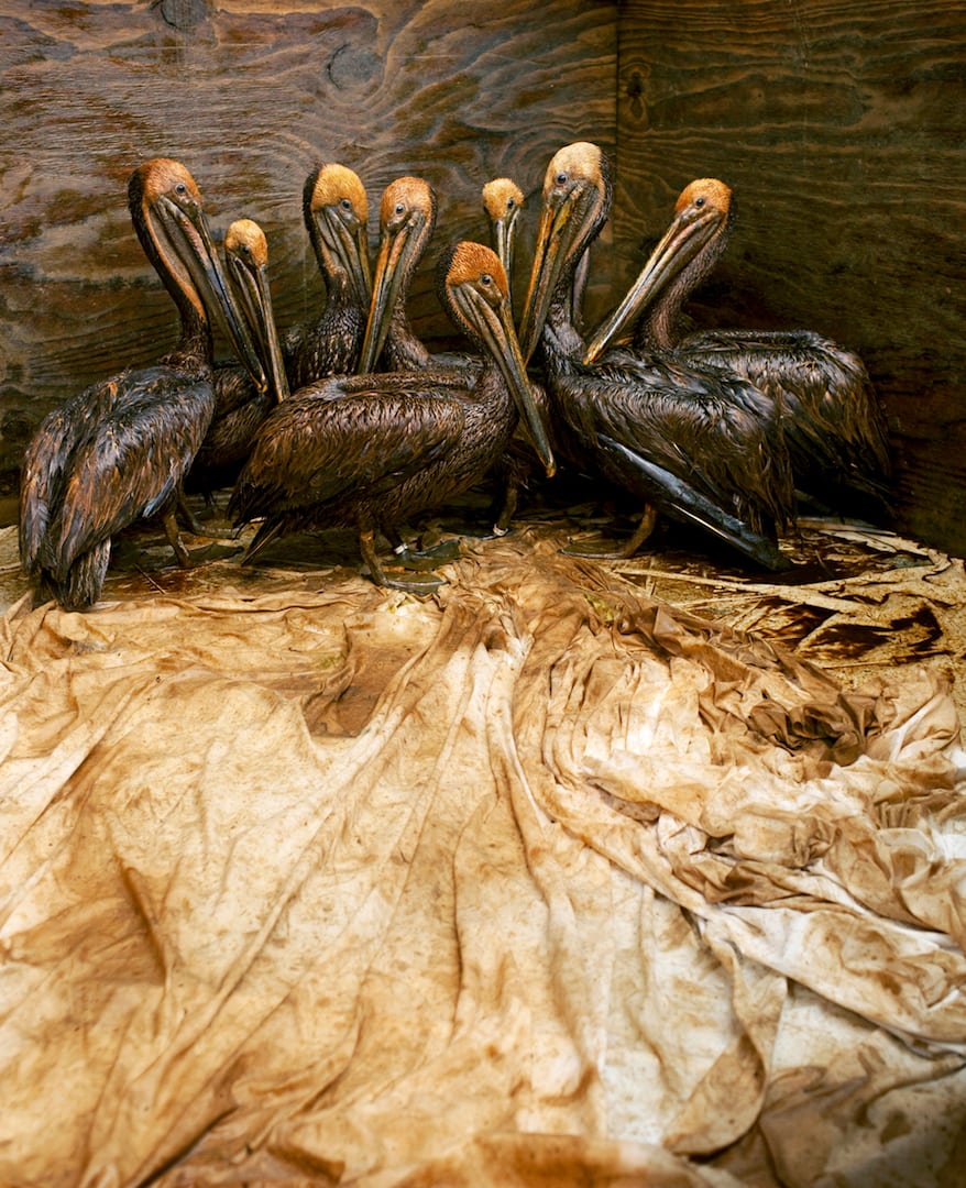 Pelícanos cubiertos de petróleo en Louisiana (2010) |  © Daniel Beltrá / Greenpeace