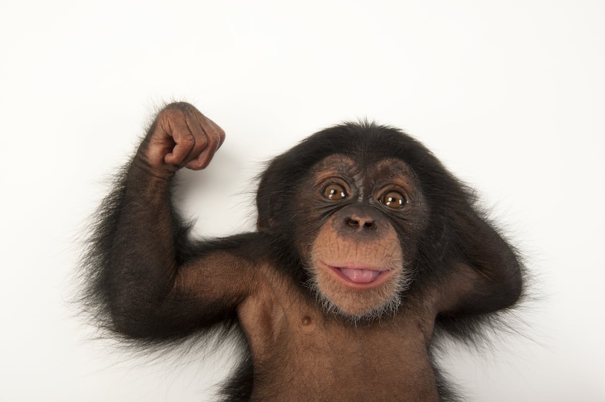 Cría de chimpancé llamado Ruben | © Joel Sartore