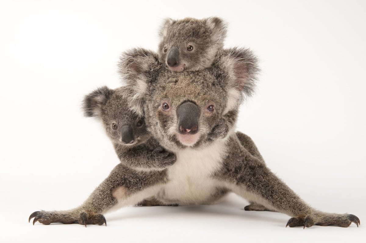 Familia de koalas | © Joel Sartore