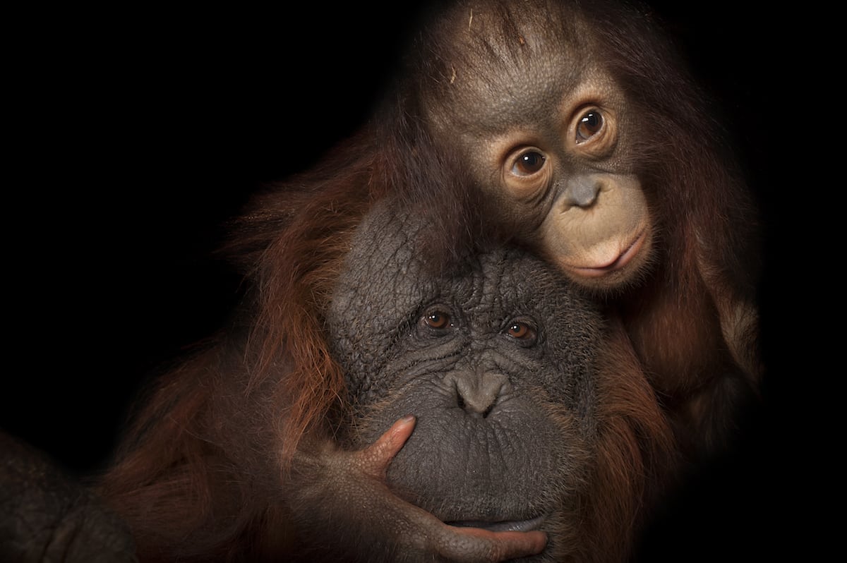 Cría de orangután, llamada Aurora, con su madre adoptiva Cheyenne | © Joel Sartore