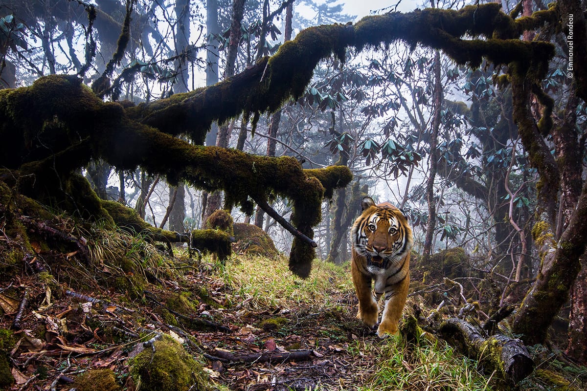 'Tierra de tigres' | © Emmanuel Rondeau