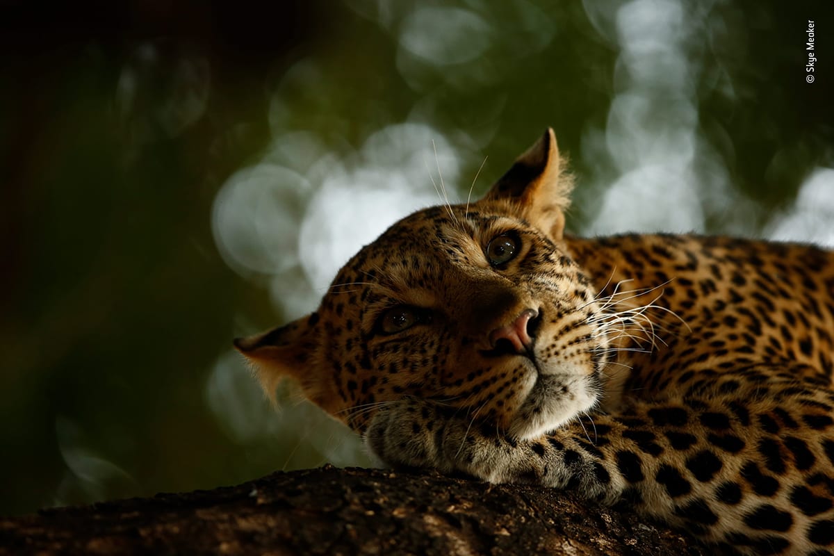 'Leoparda relajada' Primer Premio de la categoría Juvenil | © Skye Meaker