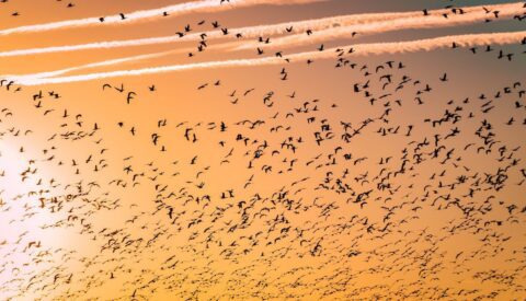 Un reconocimiento a la defensa de la naturaleza