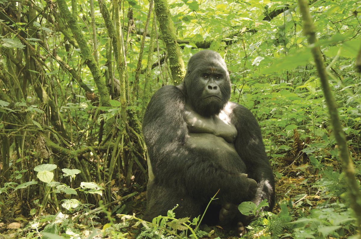 Gorilas occidentales del río Cross. Gorilla gorilla diehli (<300 ejemplares) || Jaap van der Waarde