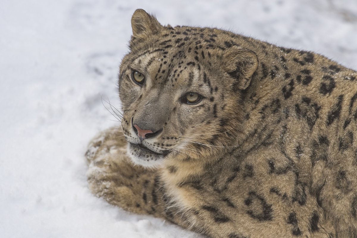 Leopardo de las nieves. Panthera uncia (<4.000 ejemplares) || Ola Jennersten