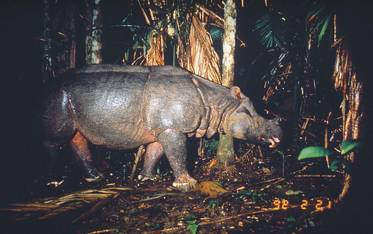 Rinoceronte de Java. Rhinoceros sondaicus (63 ejemplares) || Mike Griffiths