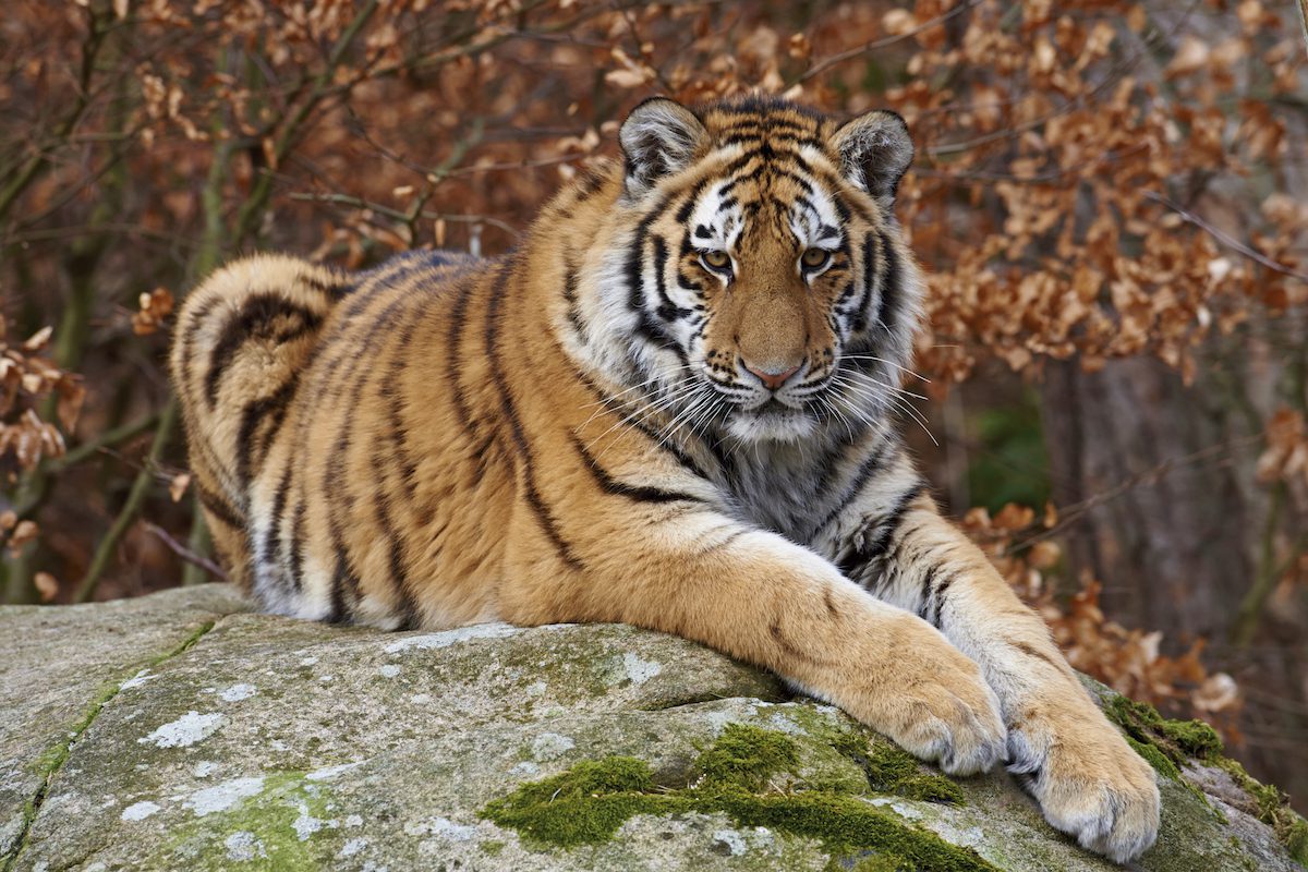 Tigre de Amur siberiano. Panthera tigris altaica (<500 ejemplares) || Ola Jennersten