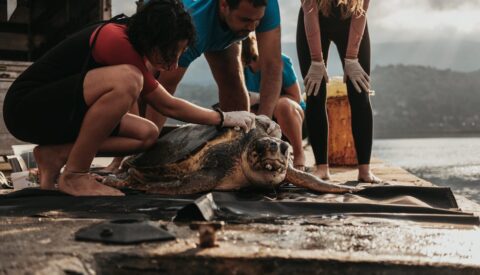 Cinco iniciativas para proteger nuestro bien más preciado: el Mediterráneo