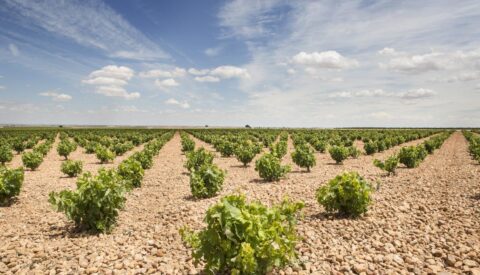 El vino de la verdad