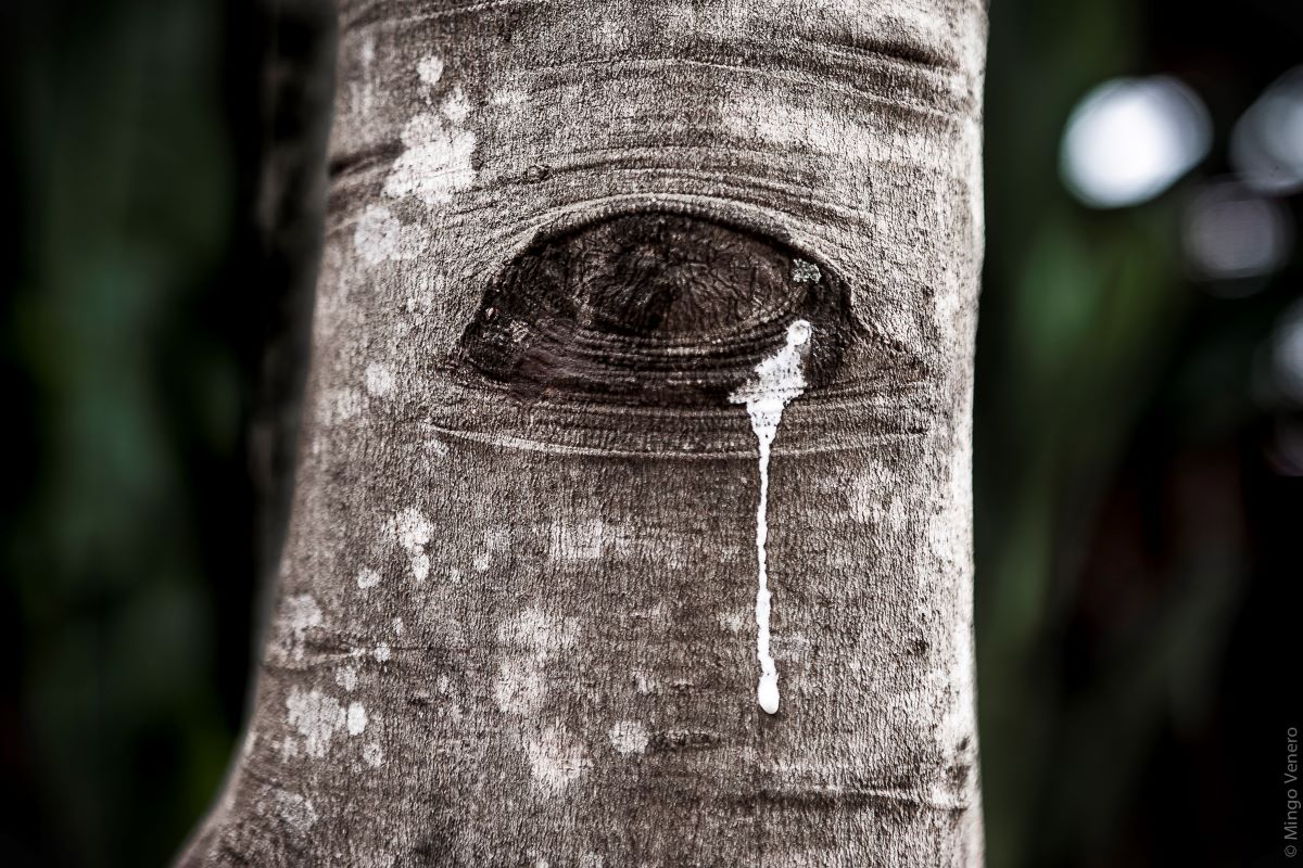 Amazon tears | Mingo Venero