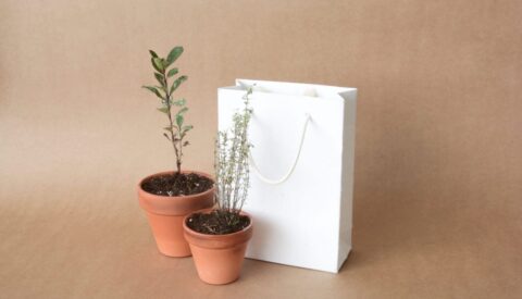 Bolsas plantables: una alternativa real al plástico