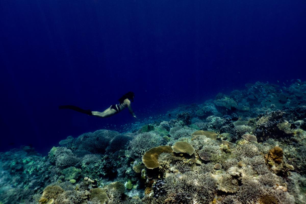 Bajo la piel del océano