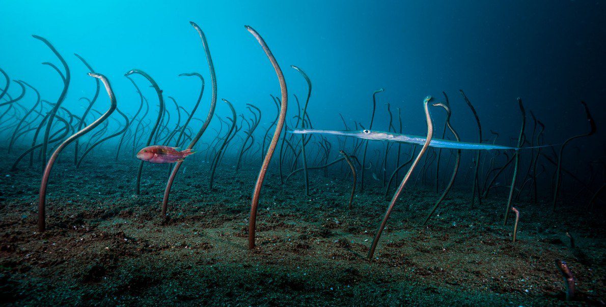 'The garden of eels' || David Doubilet || EE. UU.