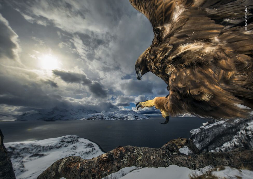'Land of the eagle' || Audun Rikardsen || Noruega