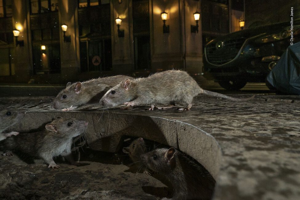 'The rat pack' || Charlie Hamilton James || Reino Unido