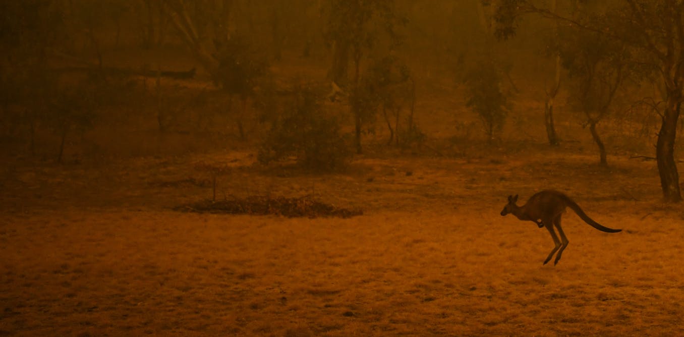 Australia en llamas: una catástrofe para la salud, la economía y la biodiversidad