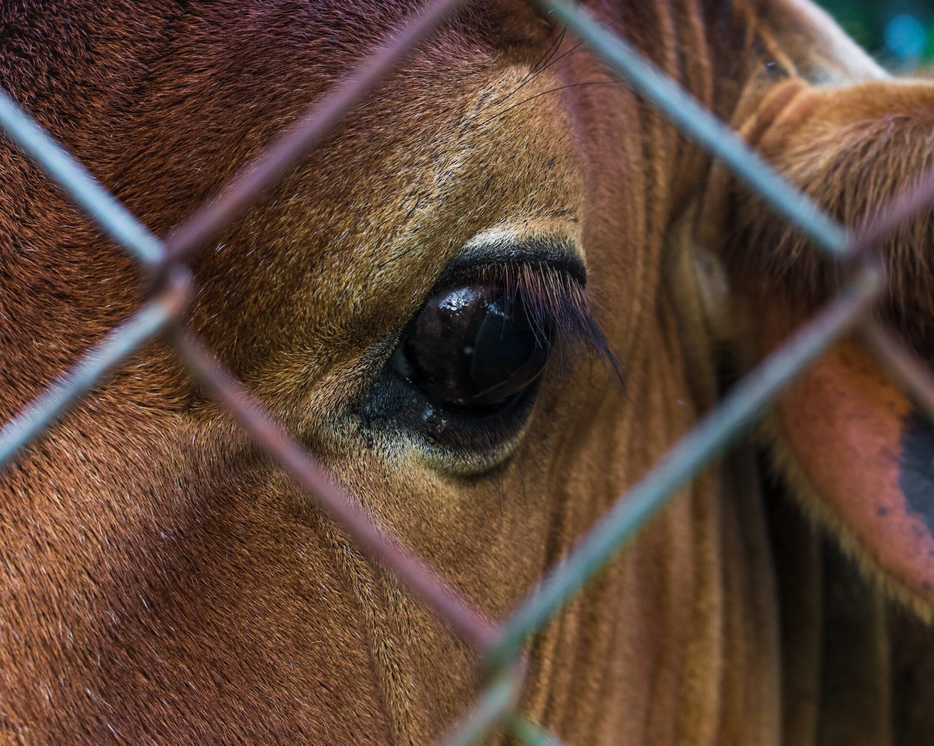 Cómo afrontar futuras pandemias