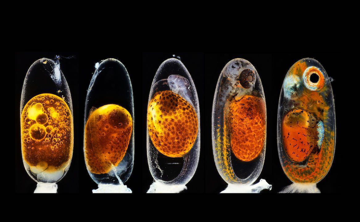 Desarrollo embrionario de pez payaso (Amphiprion percula) en los días 1, 3 (mañana y noche) 5 y 9