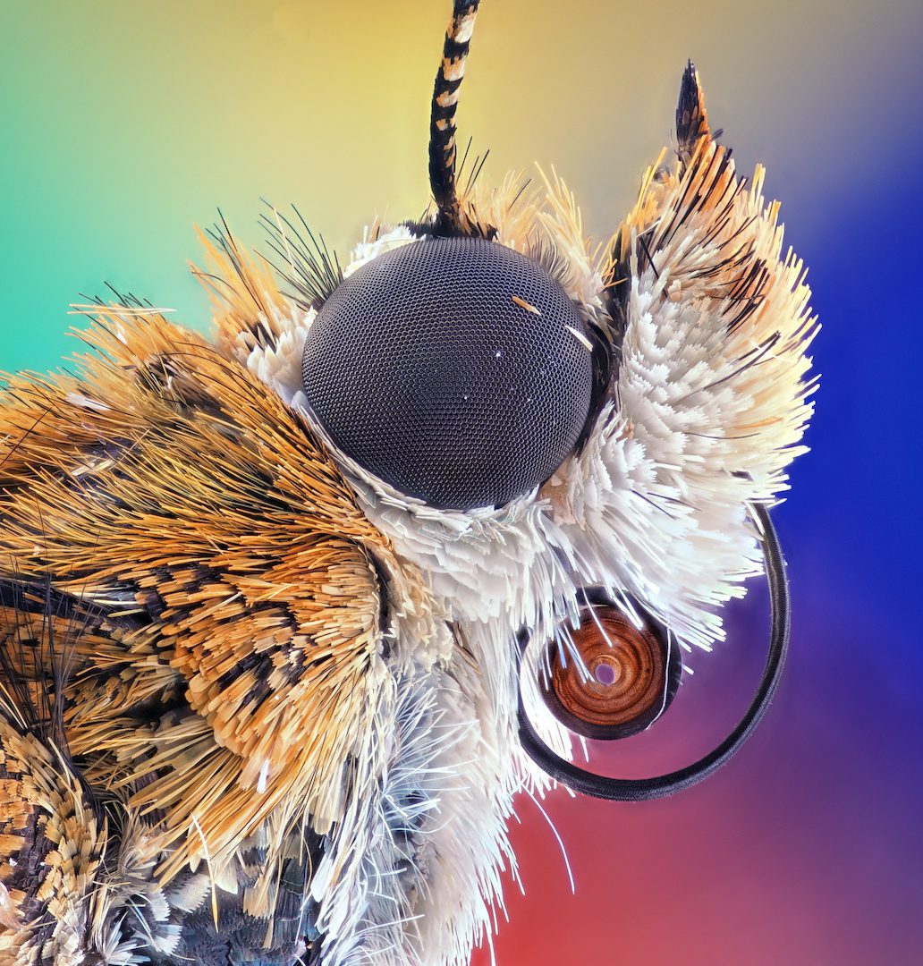 Bogong moth (Agrotis infusa)