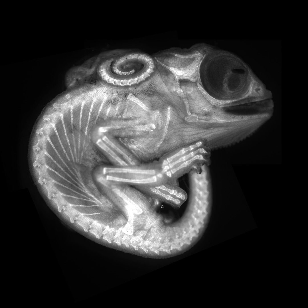 Embrión de camaleón (autofluorescencia)