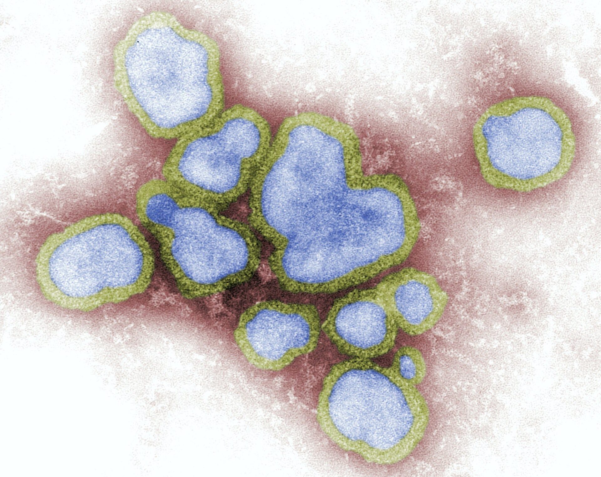 Quince virus que han cambiado la historia de la Humanidad