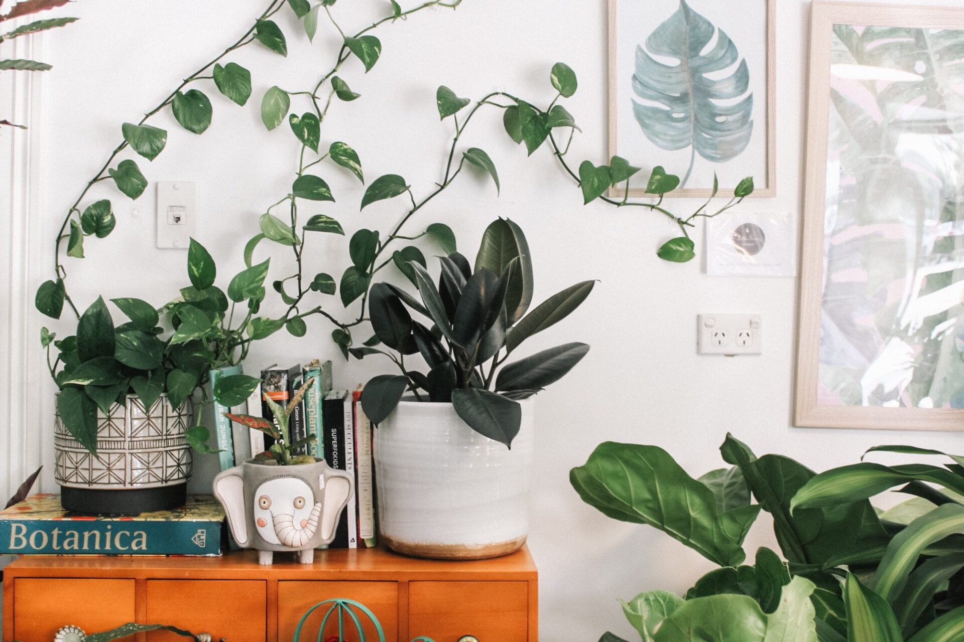 Tener plantas en casa ayuda a hacer más llevadero el confinamiento