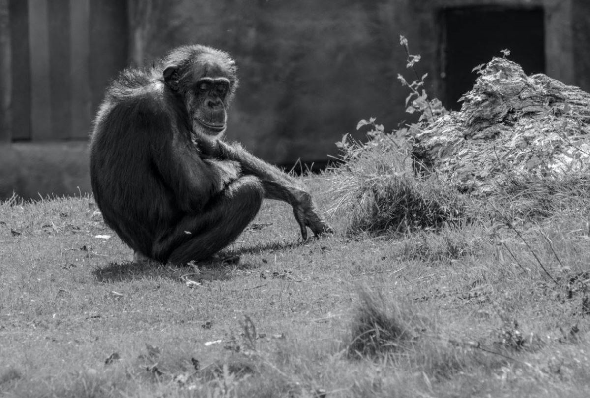 animales