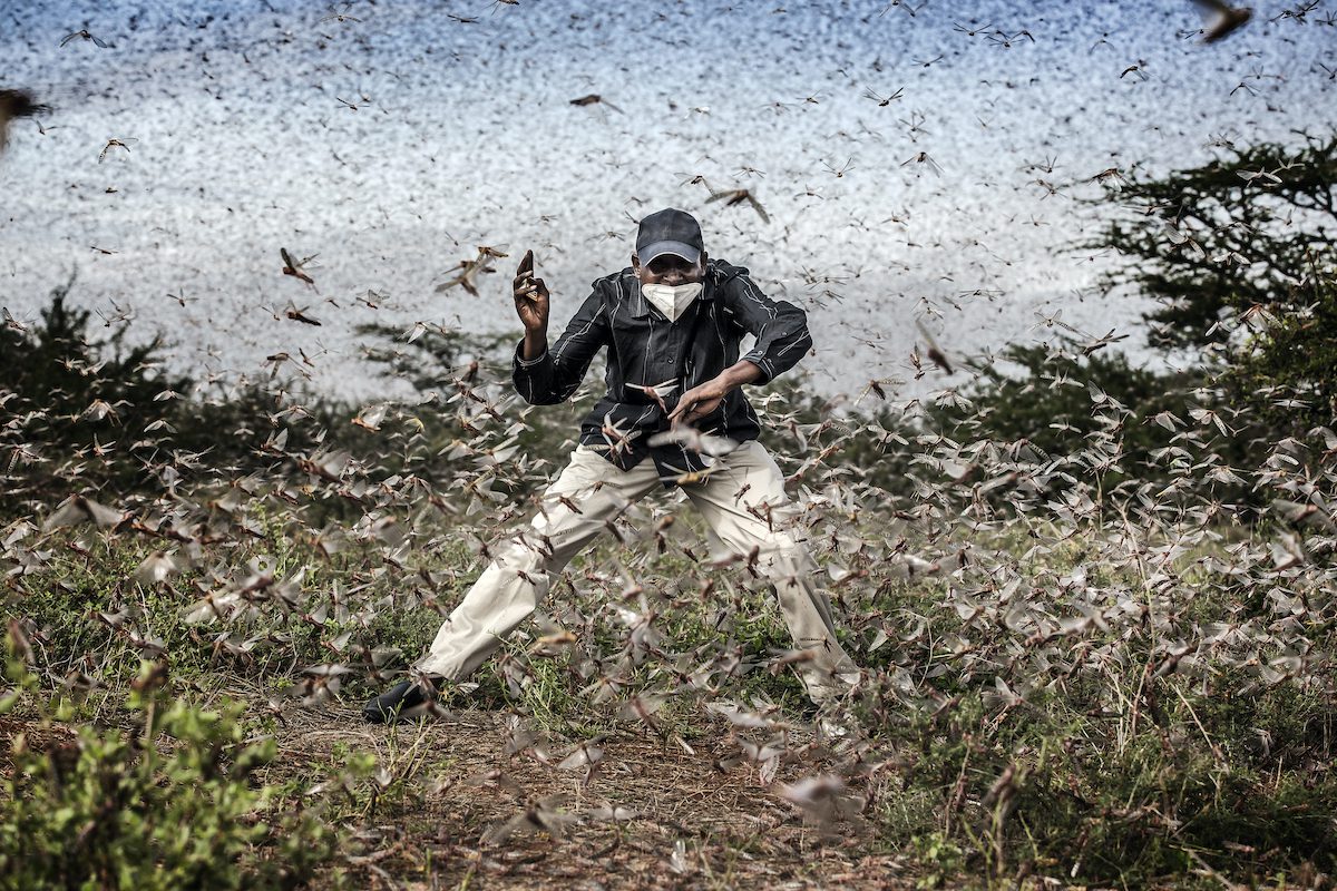Fighting Locust Invasion in East Africa (Luchando contra una invasión de langostas en el este de África)