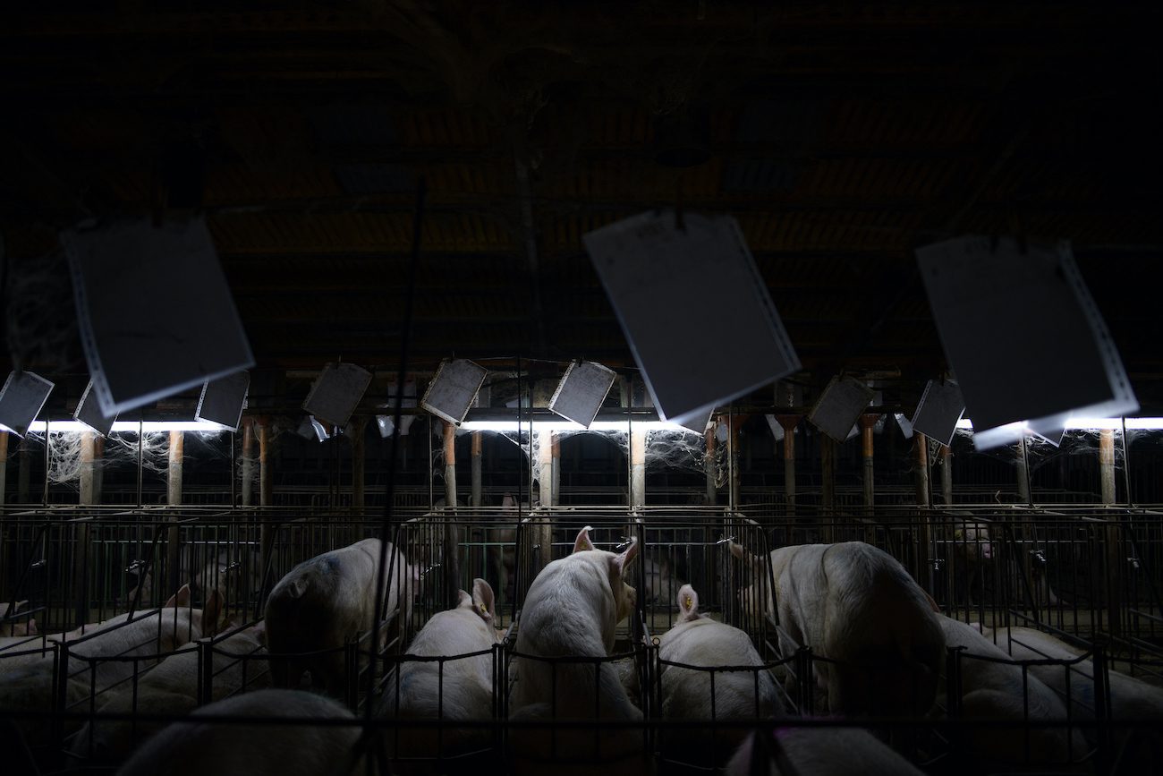 Dentro de la industria porcina española: la fábrica de cerdos de Europa