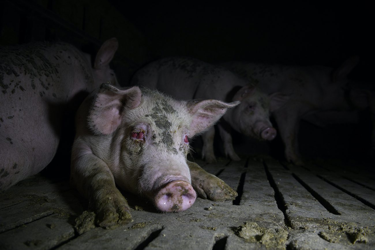 Dentro de la industria porcina española: la fábrica de cerdos de Europa