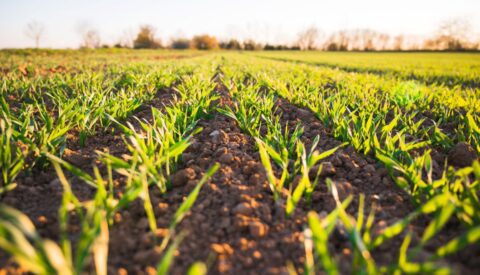 ¿Cómo logramos producir alimentos sanos de manera sostenible?