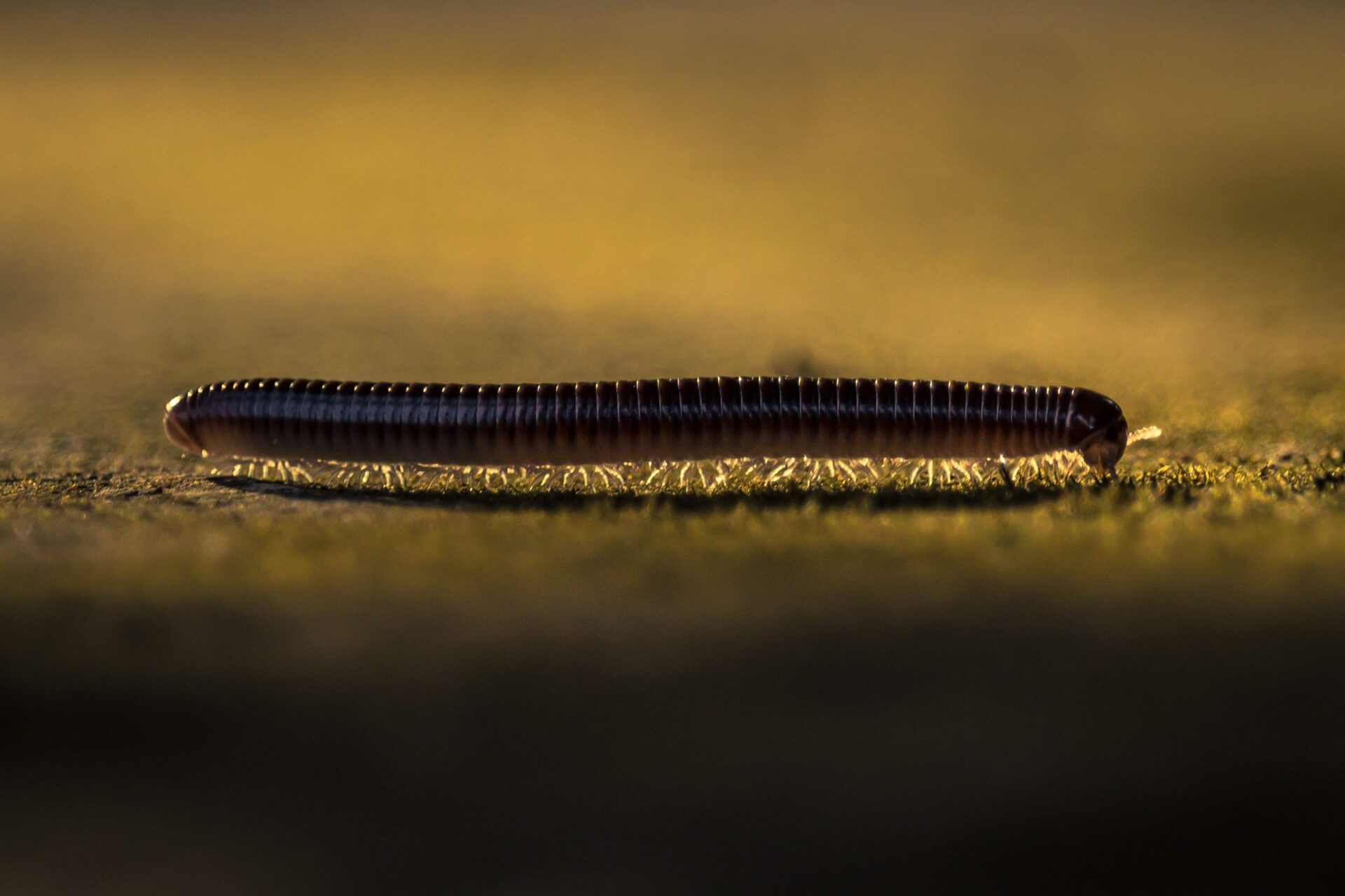 El cambio climático también afecta al ‘lado oscuro’ de la biodiversidad