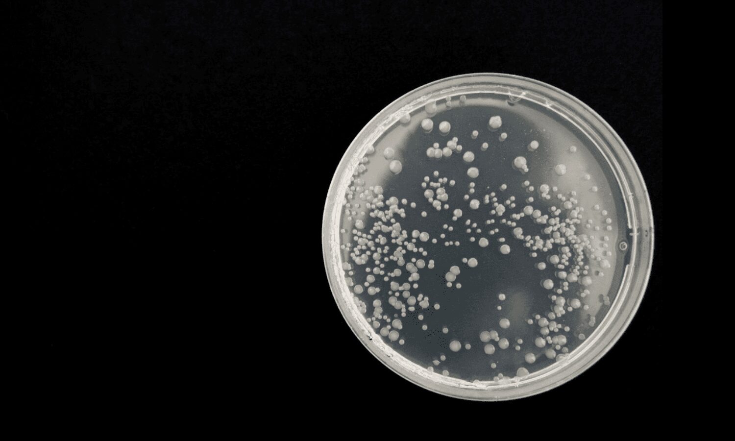 Nanorrobots biológicos en la lucha contra el cáncer