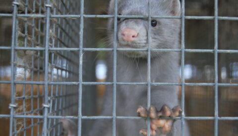 ¿Por qué Europa no acaba con los ensayos con animales para uso cosmético?