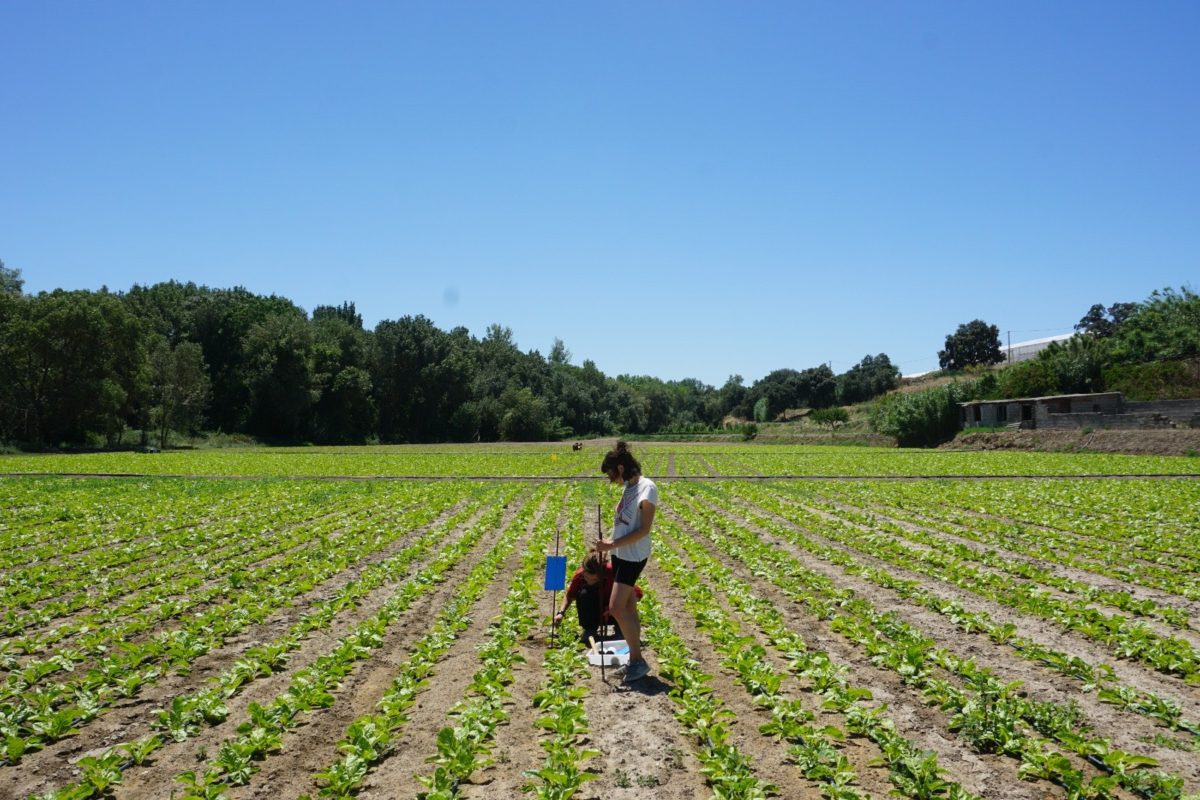 La Internet fertilizante Eliminación Agricultura participativa: entender la naturaleza desde la emoción - Ethic  : Ethic