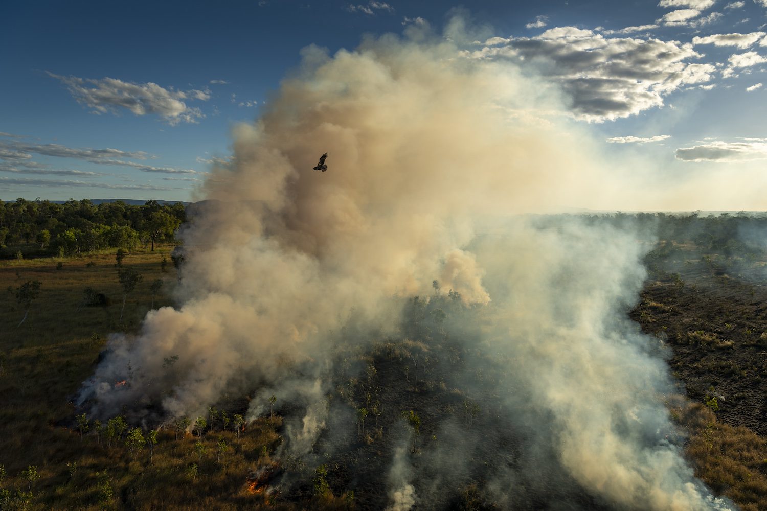 Salvar los bosques con el fuego | © Matthew Abbott, para 'National Geographic'/'Panos Pictures'